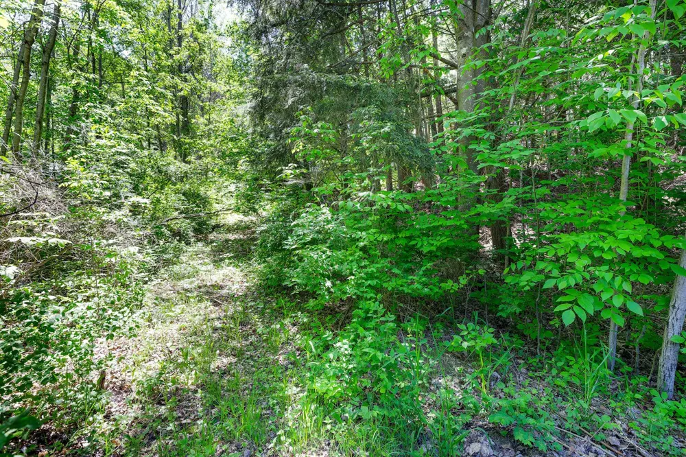 Indian Trail Blaine Township, MI 49635