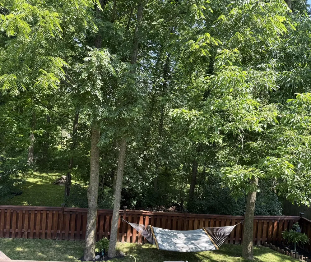 4336 Norway Street Delhi Charter Township, MI 48842