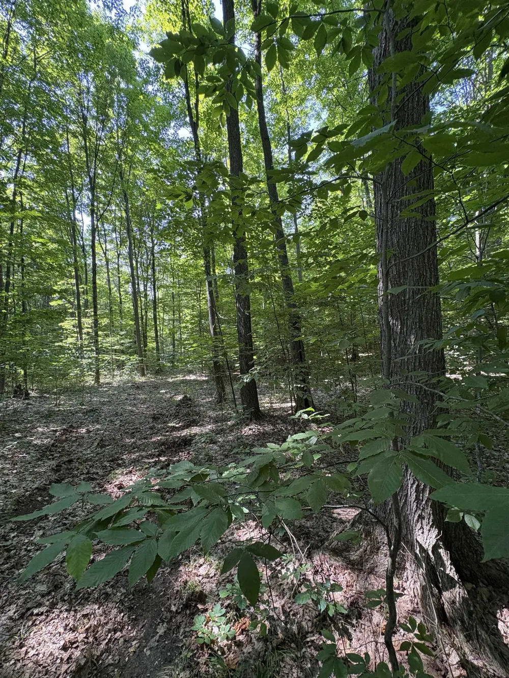 8655 SE Campbell Road Garfield Township, MI 49633