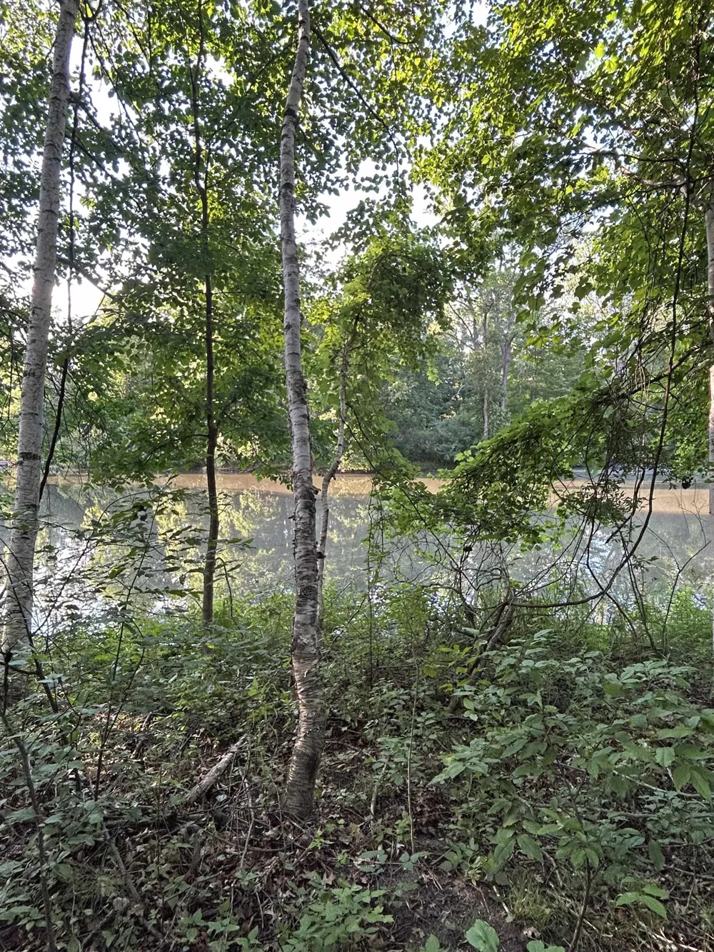 Whitetail Court Churchill Township, MI 48661