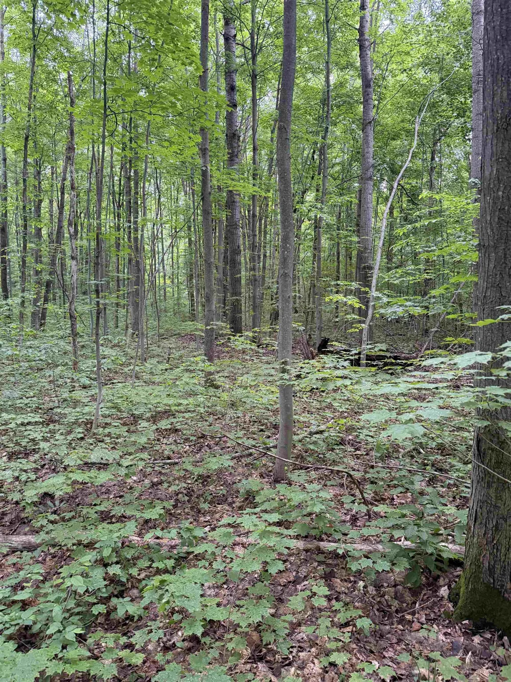 Mancelona Road Mancelona Township, MI 49659