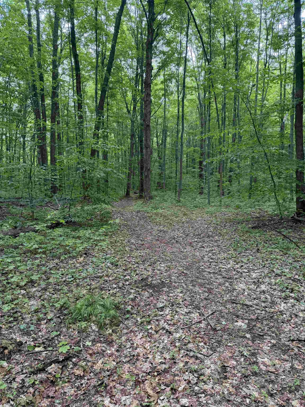 Mancelona Road Mancelona Township, MI 49659