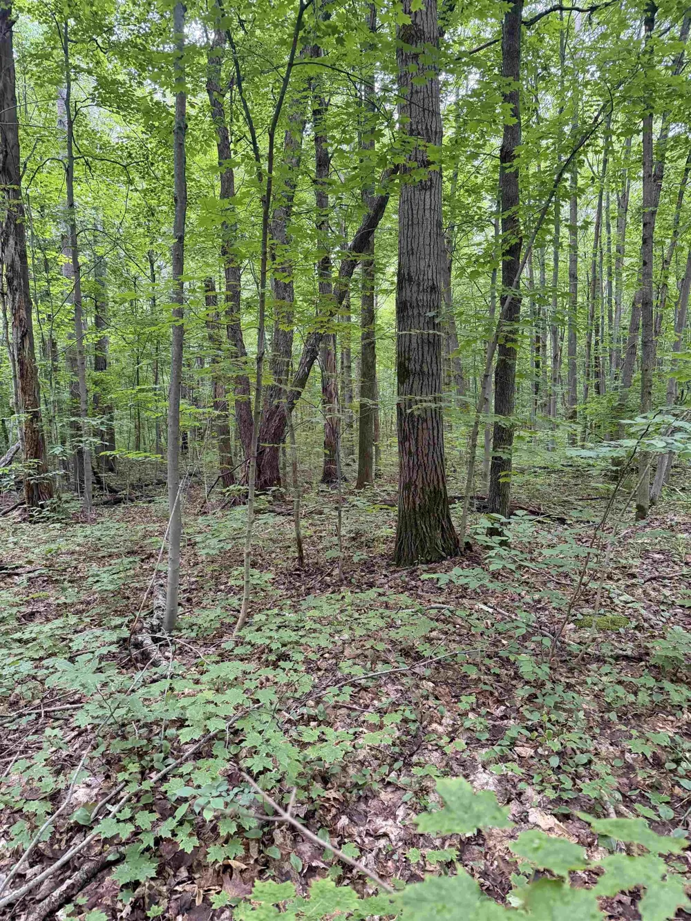 Mancelona Road Mancelona Township, MI 49659