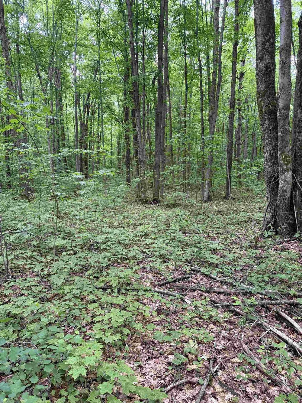 Mancelona Road Mancelona Township, MI 49659