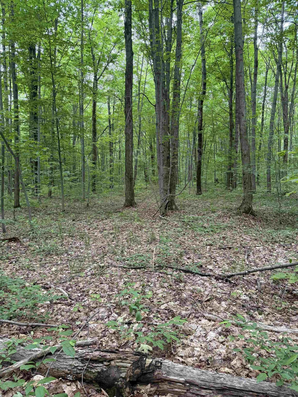 Mancelona Road Mancelona Township, MI 49659