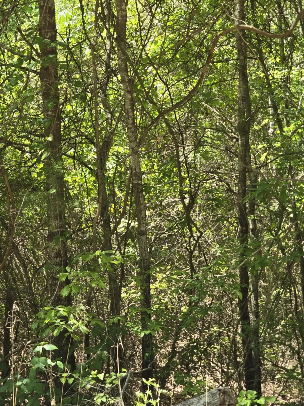 County Road 421 Tyler, TX 75704