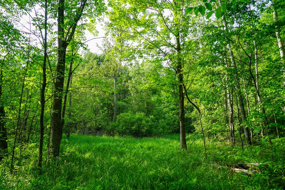 3091 E Sage Lake Lupton, MI 48635
