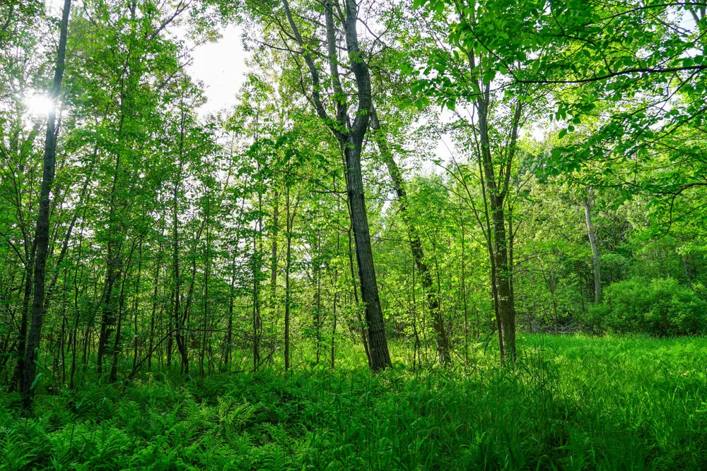 3091 E Sage Lake Hill Township, MI 48635