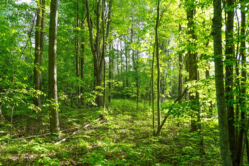 3091 E Sage Lake Hill Township, MI 48635