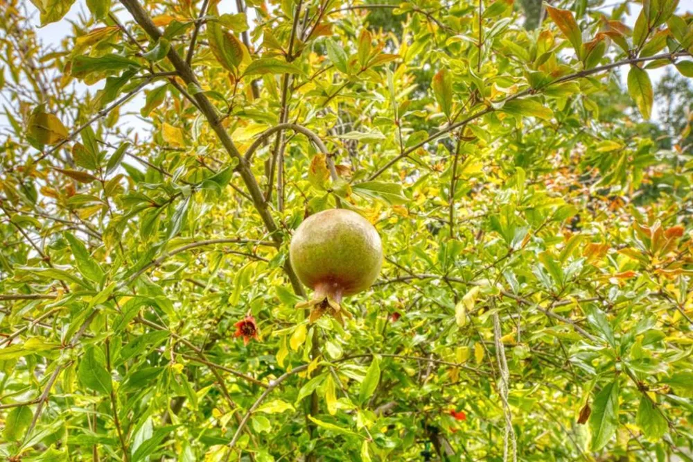 1185 Raven Court Salinas, CA 93905