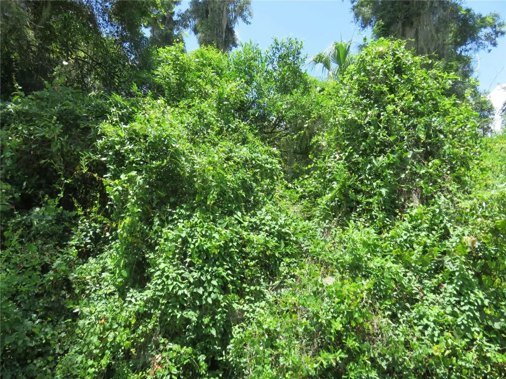 00 SE 142 PLACE Summerfield, FL 34491