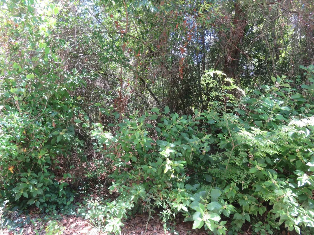 00 SE 142 PLACE Summerfield, FL 34491