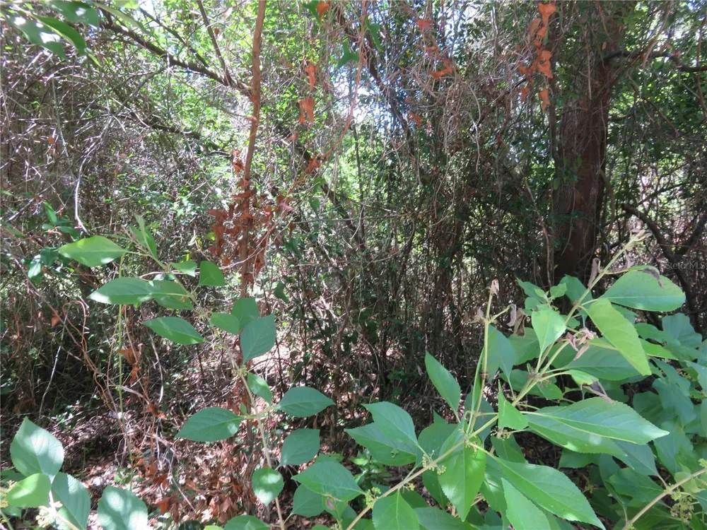 00 SE 142 PLACE Summerfield, FL 34491