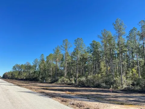 Black Cat Road