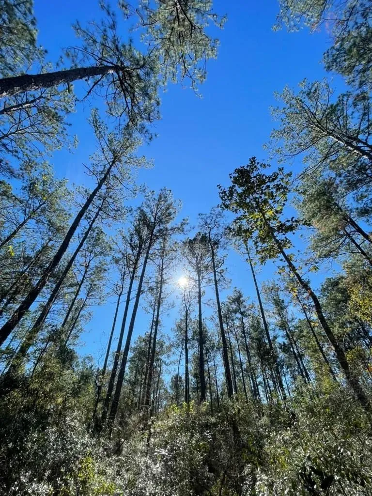 Black Cat Road Sour Lake, TX 77659