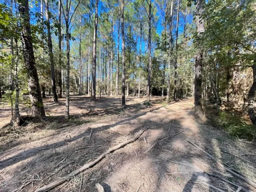 Black Cat Road Sour Lake, TX 77659