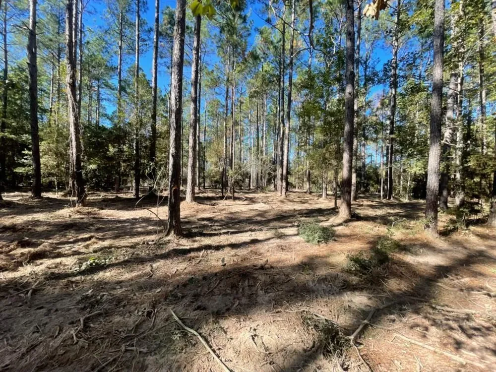 Black Cat Road Sour Lake, TX 77659