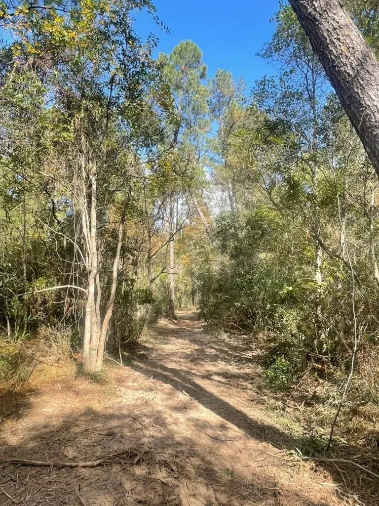 Black Cat Road Sour Lake, TX 77659