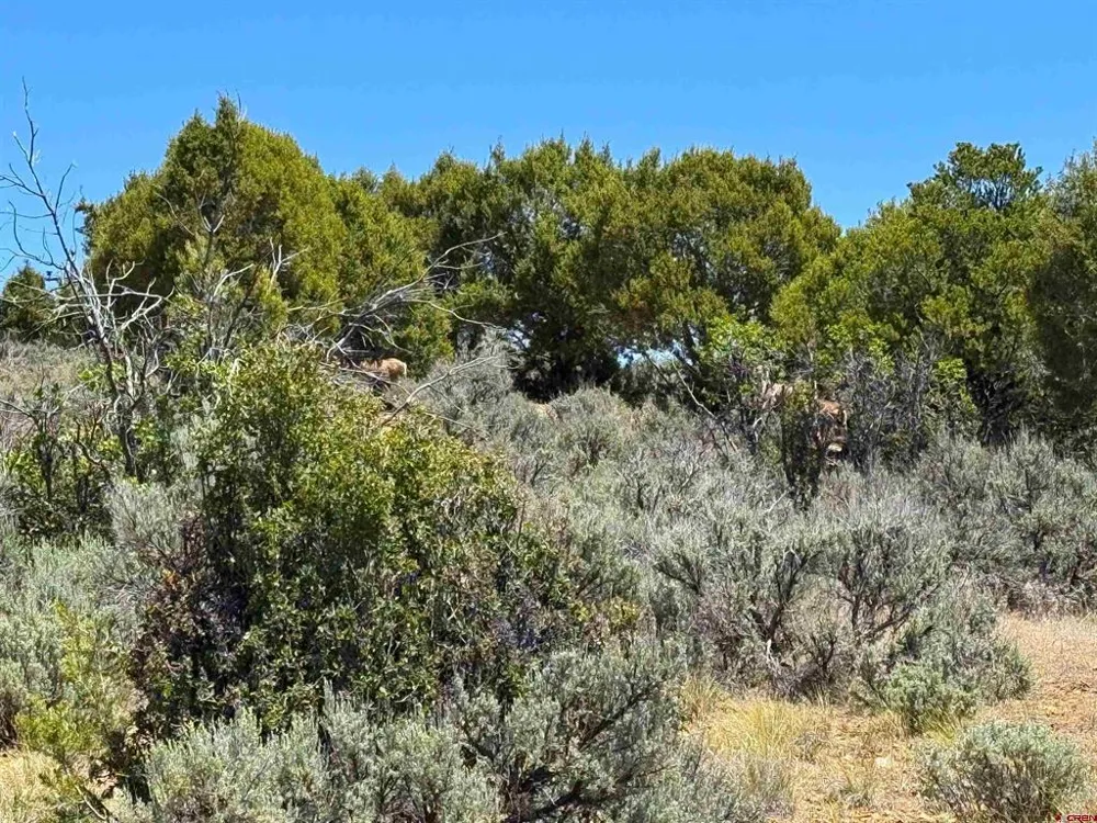 29373 Highway 184 Dolores, CO 81323