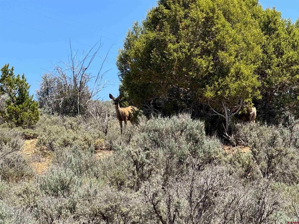 29373 Highway 184 Dolores, CO 81323