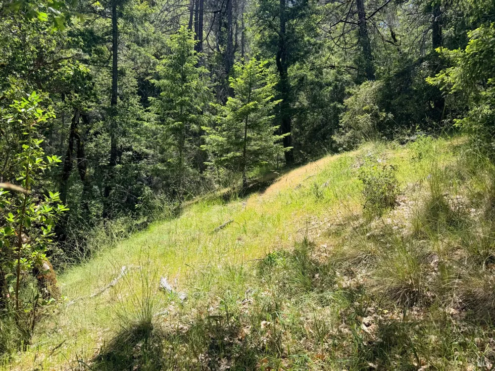 Registered Guest Road Laytonville, CA 95454