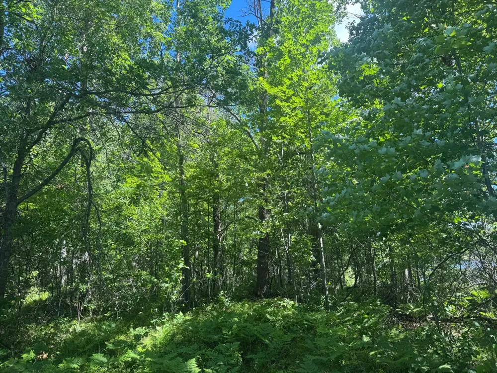 15043 S Thorn Lake Loop Gordon, WI 54838