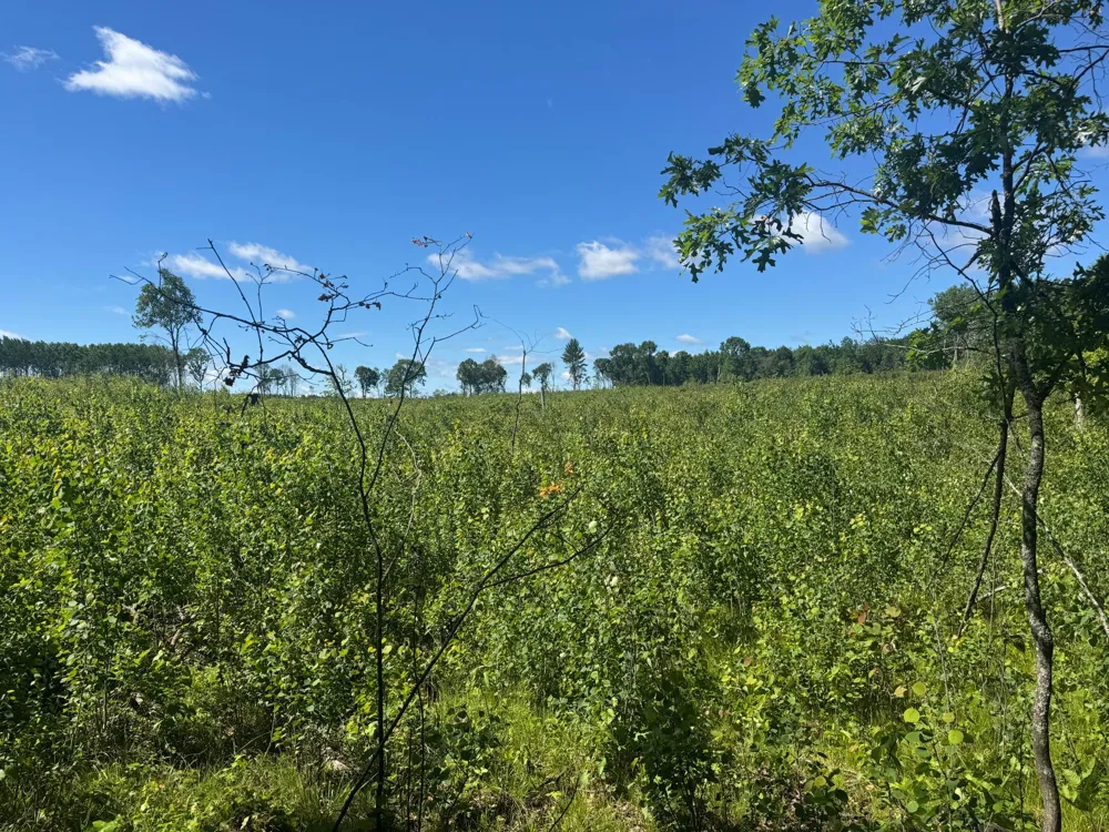 15043 S Thorn Lake Loop Gordon, WI 54838