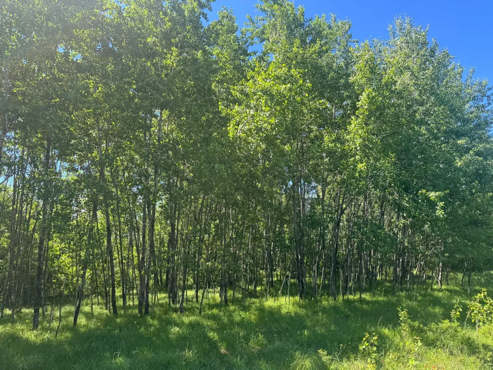 15043 S Thorn Lake Loop Gordon, WI 54838
