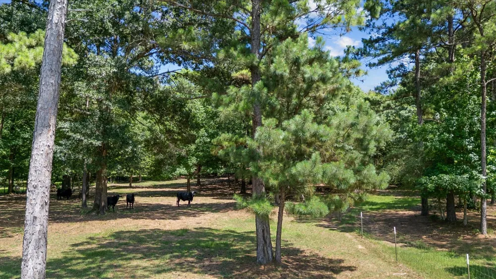 9698 Pioneer Trace Conroe, TX 77303