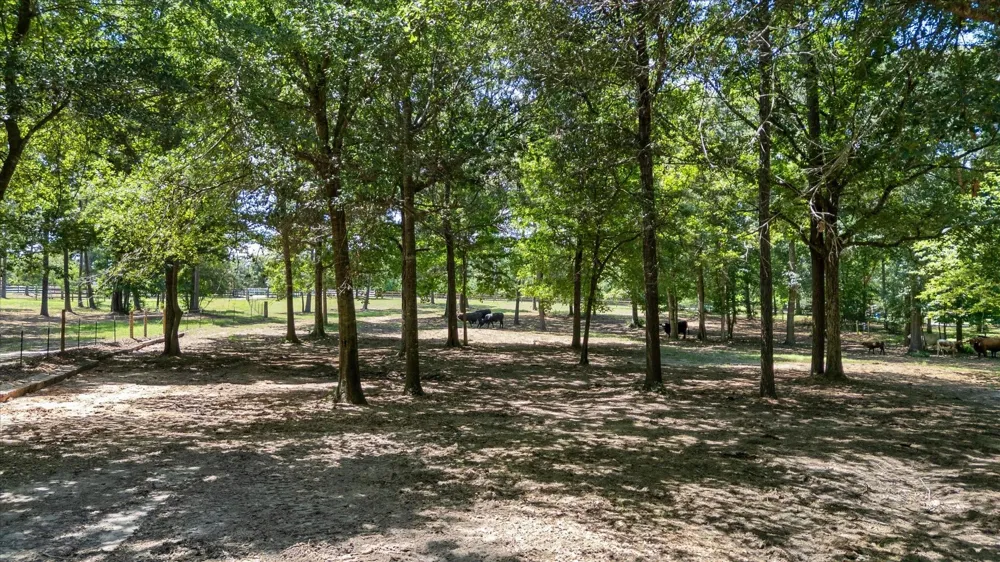 9698 Pioneer Trace Conroe, TX 77303