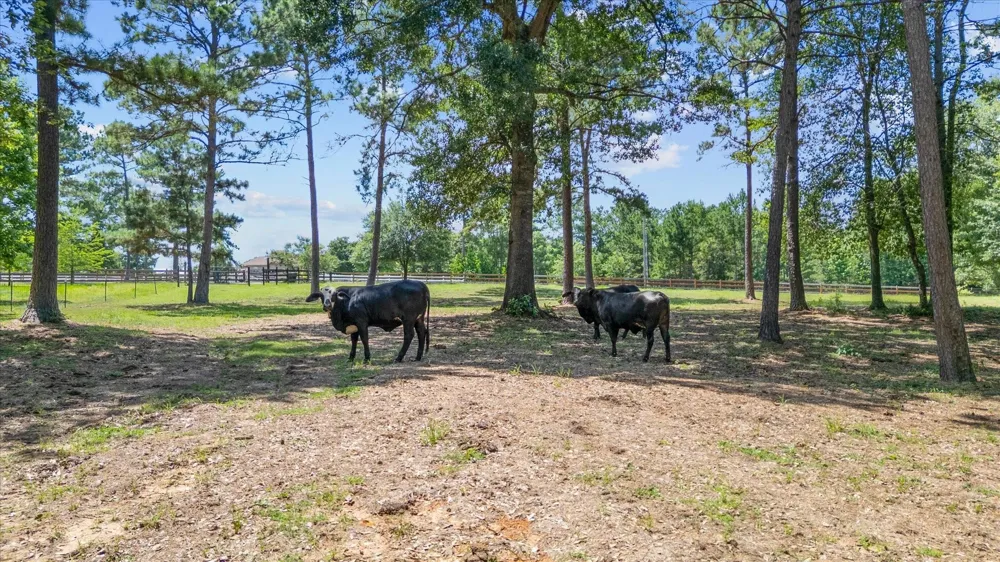 9698 Pioneer Trace Conroe, TX 77303