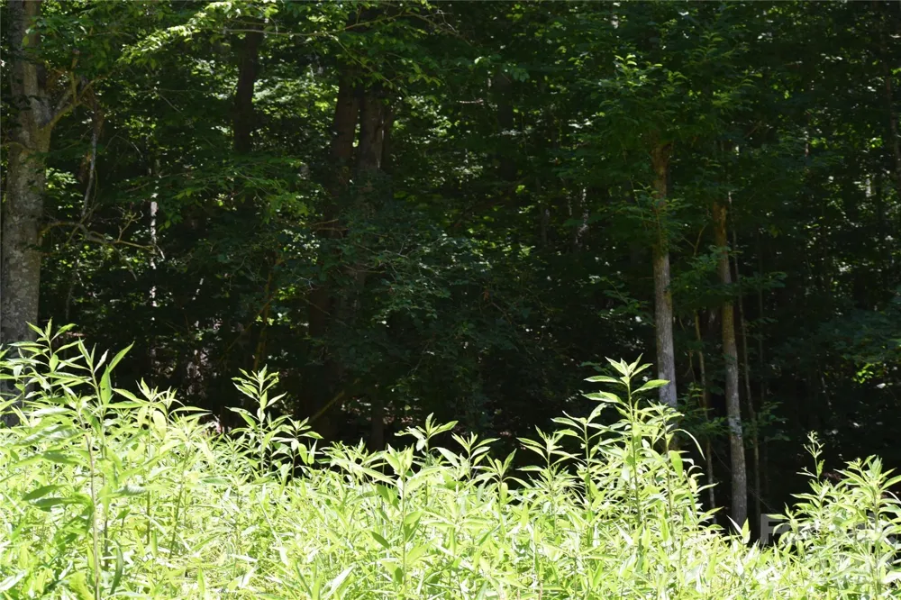 TBD Wooded Mountain Trail #Tract 1 Mars Hill, NC 28754