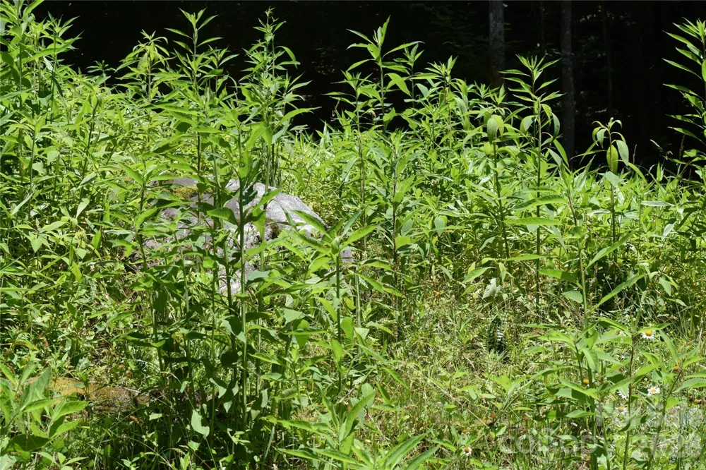 TBD Wooded Mountain Trail #Tract 1 Mars Hill, NC 28754