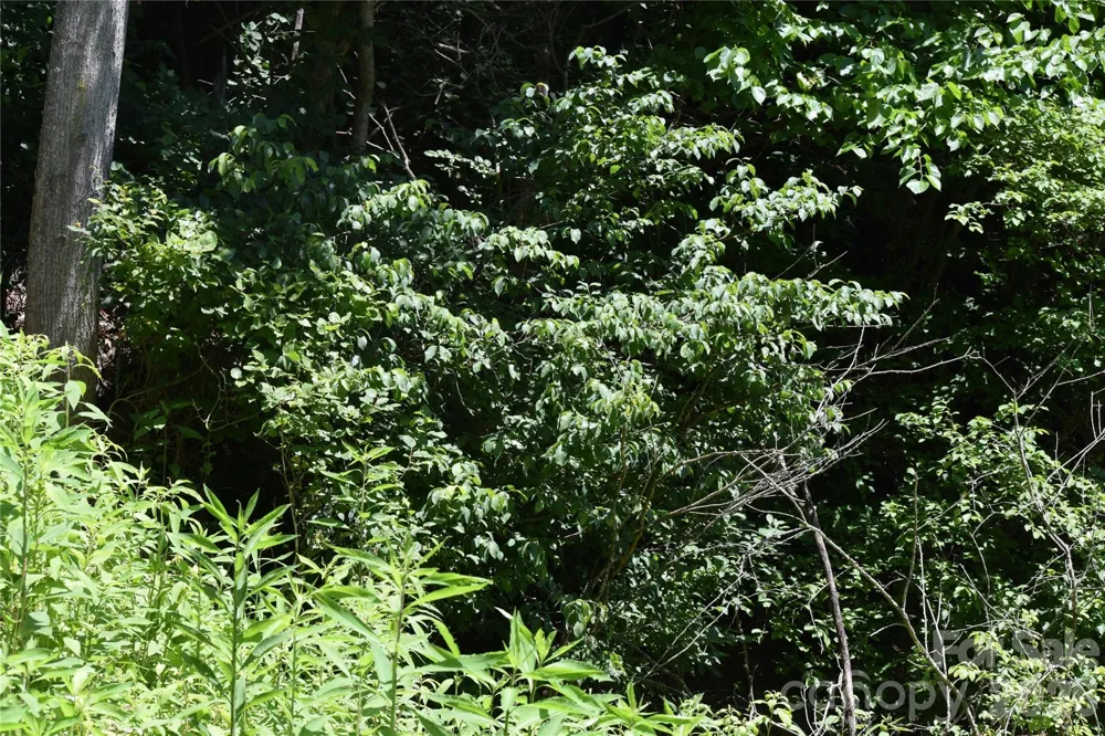 TBD Wooded Mountain Trail #Tract 1 Mars Hill, NC 28754