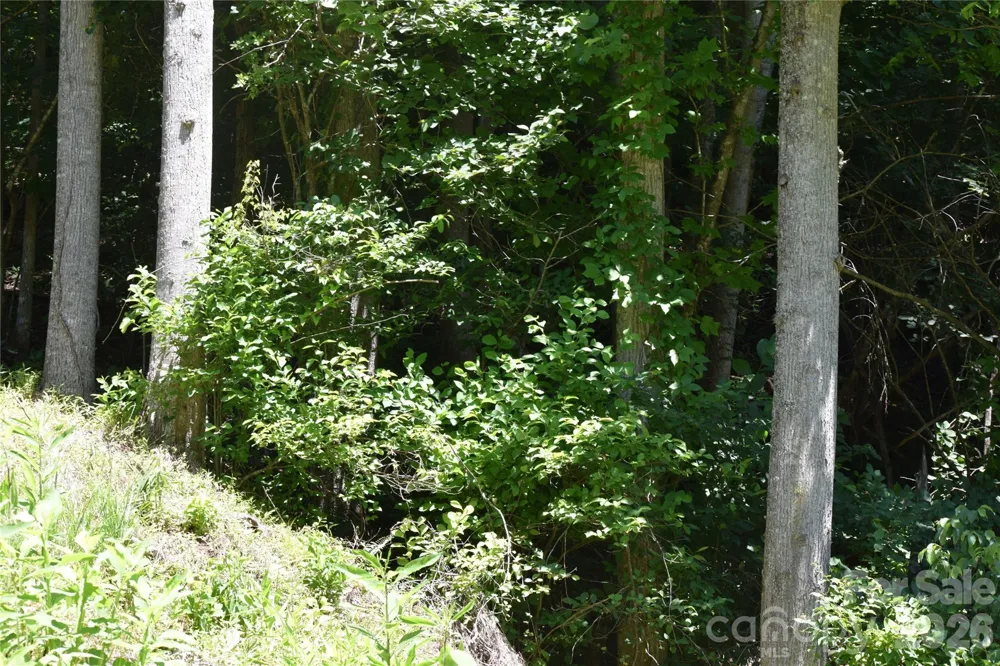 TBD Wooded Mountain Trail #Tract 1 Mars Hill, NC 28754