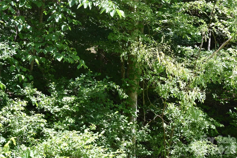 TBD Wooded Mountain Trail #Tract 1 Mars Hill, NC 28754