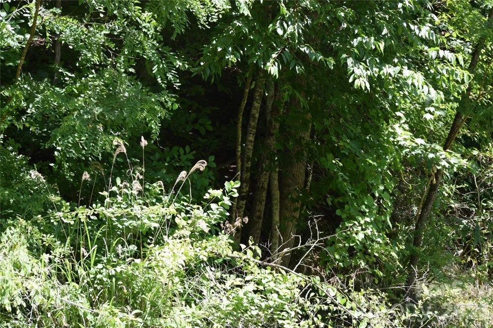 TBD Wooded Mountain Trail #Tract 1 Mars Hill, NC 28754