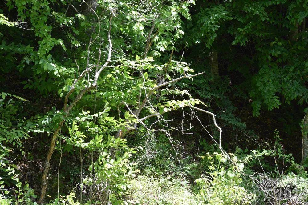 TBD Wooded Mountain Trail #Tract 1 Mars Hill, NC 28754