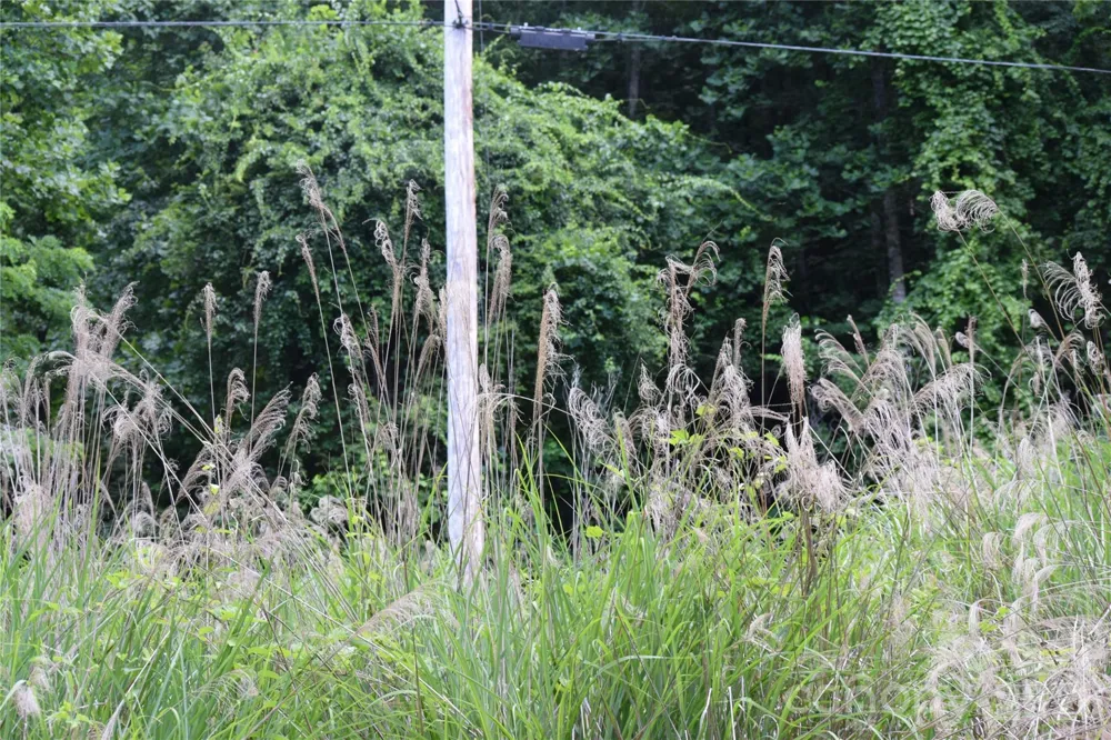 TBD Wooded Mountain Trail #Tract 1 Mars Hill, NC 28754