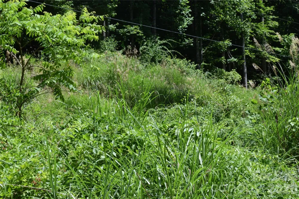 TBD Wooded Mountain Trail #Tract 1 Mars Hill, NC 28754