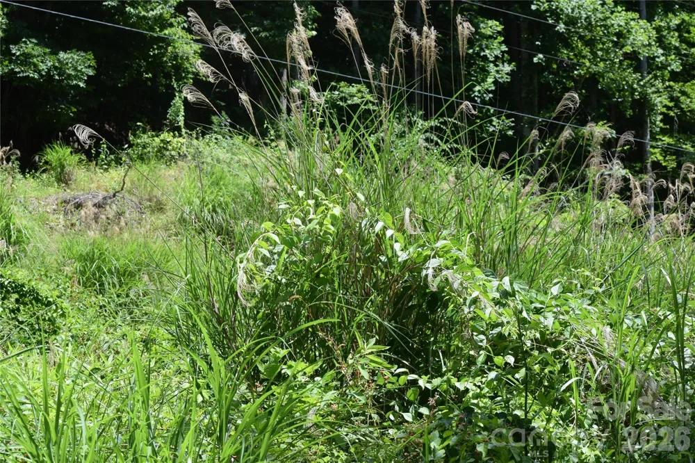 TBD Wooded Mountain Trail #Tract 2 Mars Hill, NC 28754