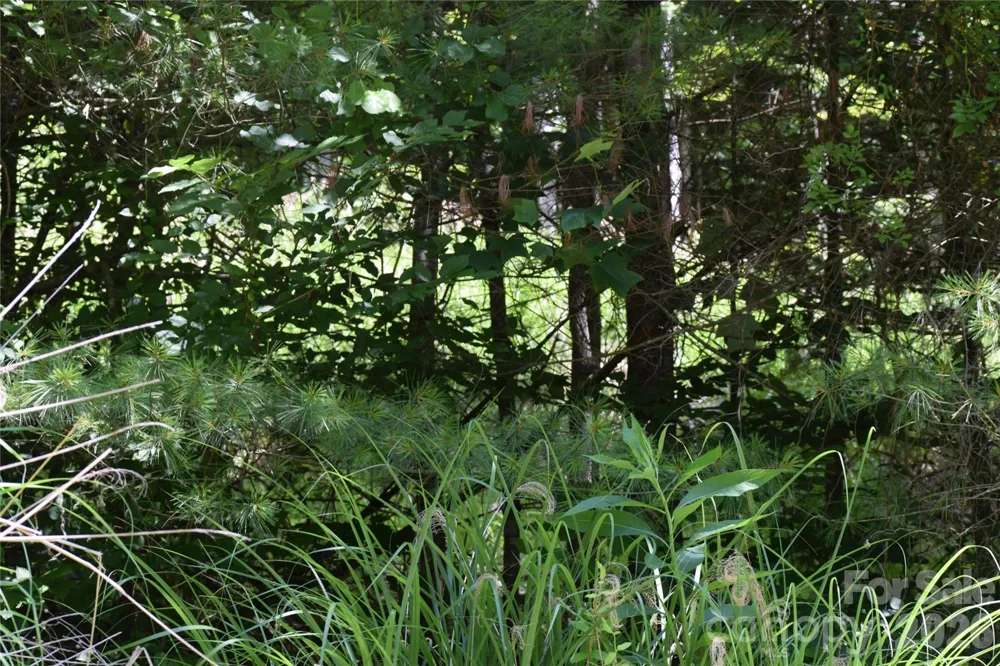 TBD Wooded Mountain Trail #Tract 2 Mars Hill, NC 28754