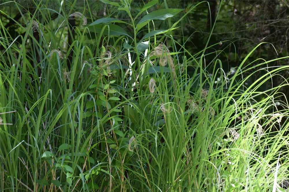 TBD Wooded Mountain Trail #Tract 2 Mars Hill, NC 28754