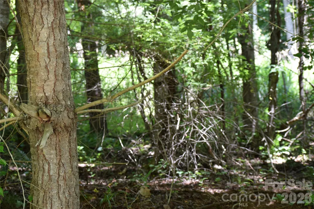 TBD Wooded Mountain Trail #Tract 2 Mars Hill, NC 28754