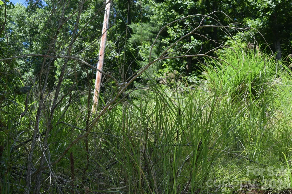 TBD Wooded Mountain Trail #Tract 2 Mars Hill, NC 28754