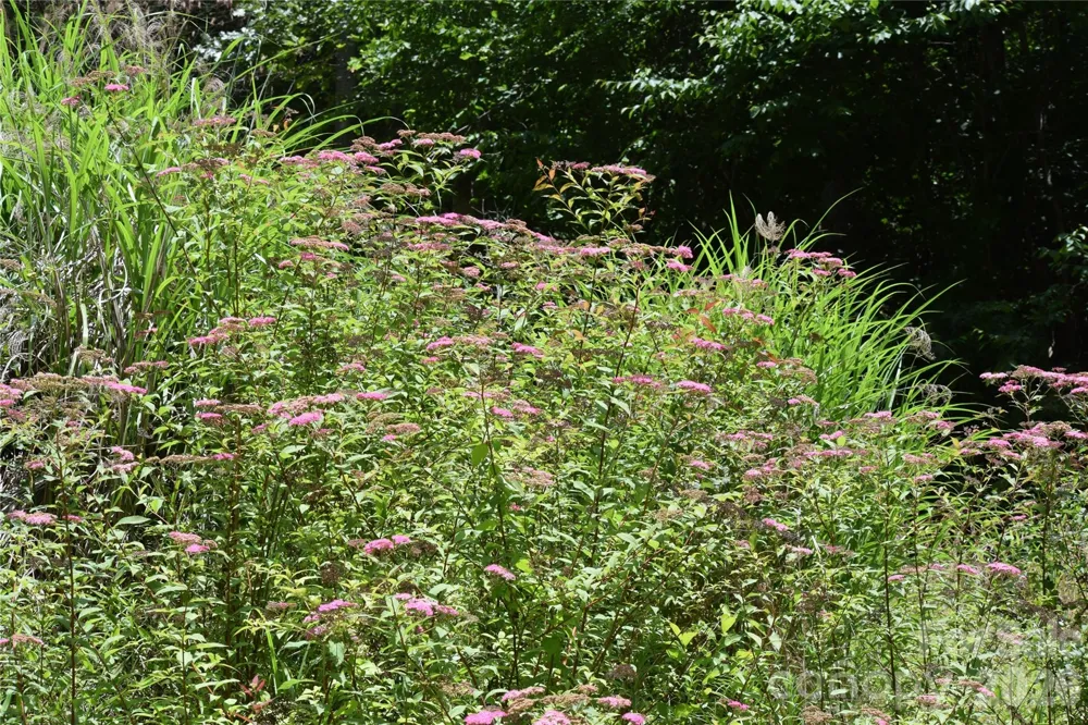 TBD Wooded Mountain Trail #Tract 2 Mars Hill, NC 28754