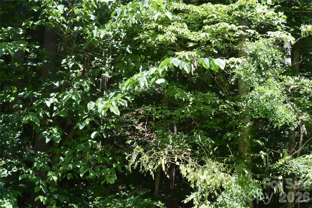 TBD Wooded Mountain Trail #Tracts 1 & 2 Mars Hill, NC 28754