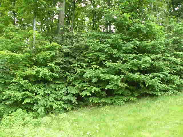 71 Broadwinged Way Kearney Township, MI 49615