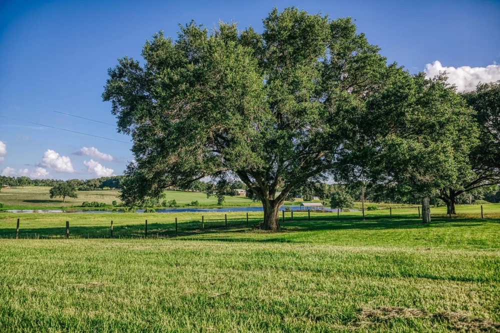 1034 Hilbun Road New Ulm, TX 78950
