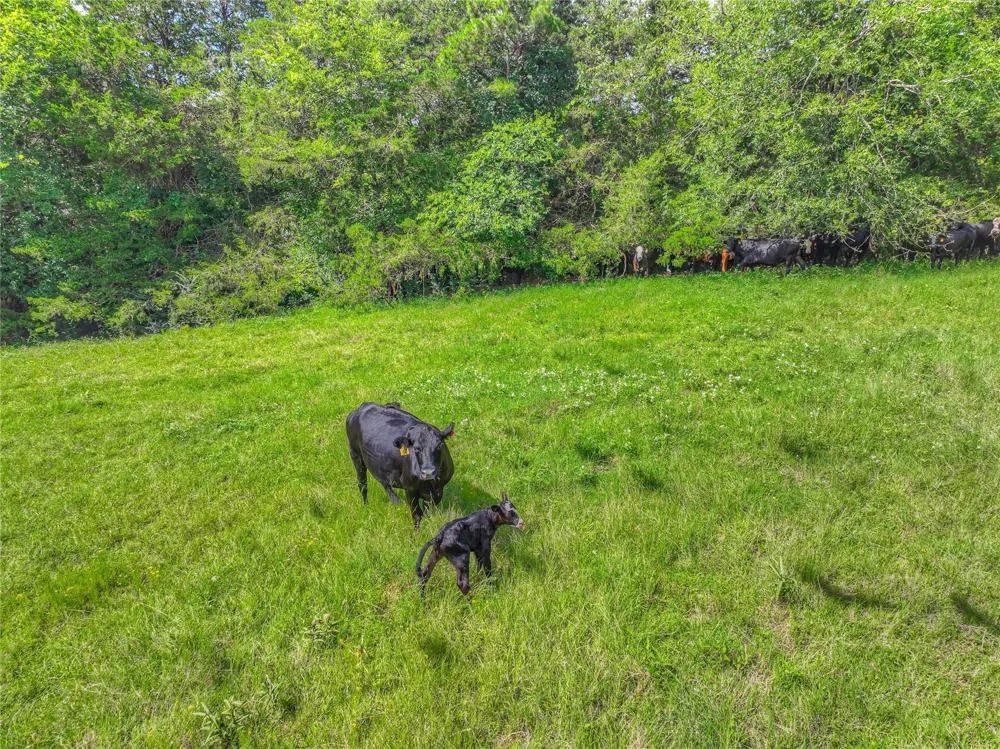 County Road 1750 Grapeland, TX 75844